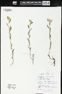 Crocanthemum canadense image