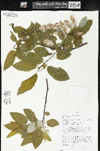 Salix pyrifolia image