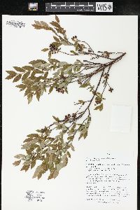 Vaccinium angustifolium image