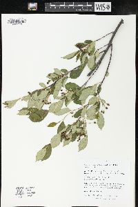 Aronia melanocarpa image