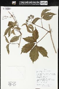 Parthenocissus inserta image