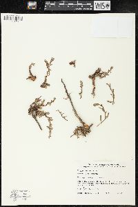 Polygonum maritimum image