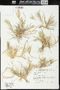 Hordeum murinum image