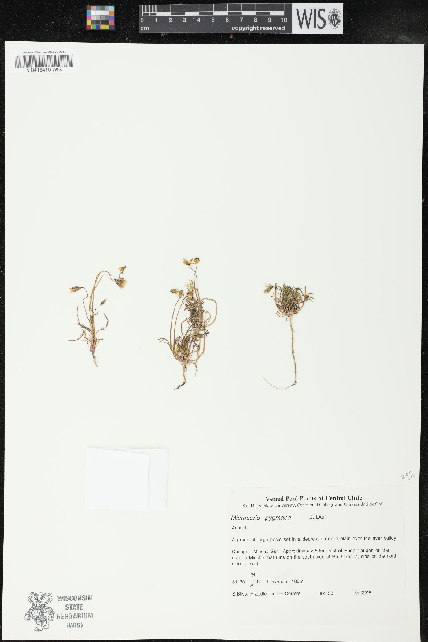 Microseris pygmaea image
