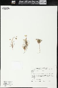 Microseris pygmaea image