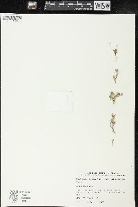 Cardionema ramosissimum image