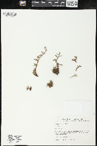 Polygonum maritimum image