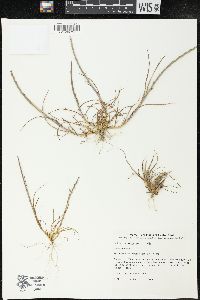 Lolium rigidum image