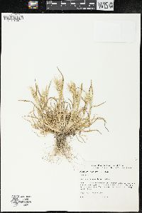 Hordeum murinum image