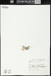 Media resource of Adesmia tenella
