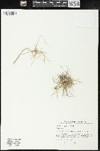 Hordeum geniculatum image