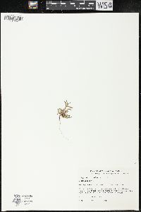 Polygonum maritimum image