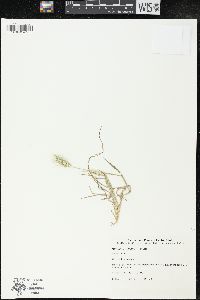 Hordeum geniculatum image