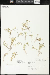 Lysimachia arvensis image