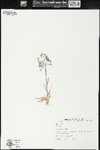 Briza minor image