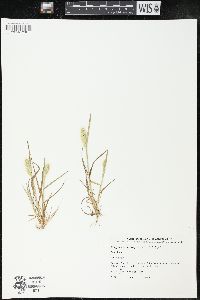 Polypogon monspeliensis image