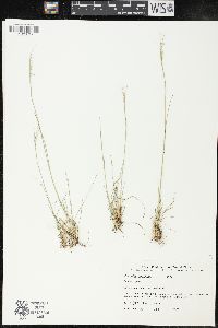 Nassella manicata image