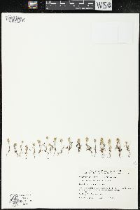 Plantago firma image