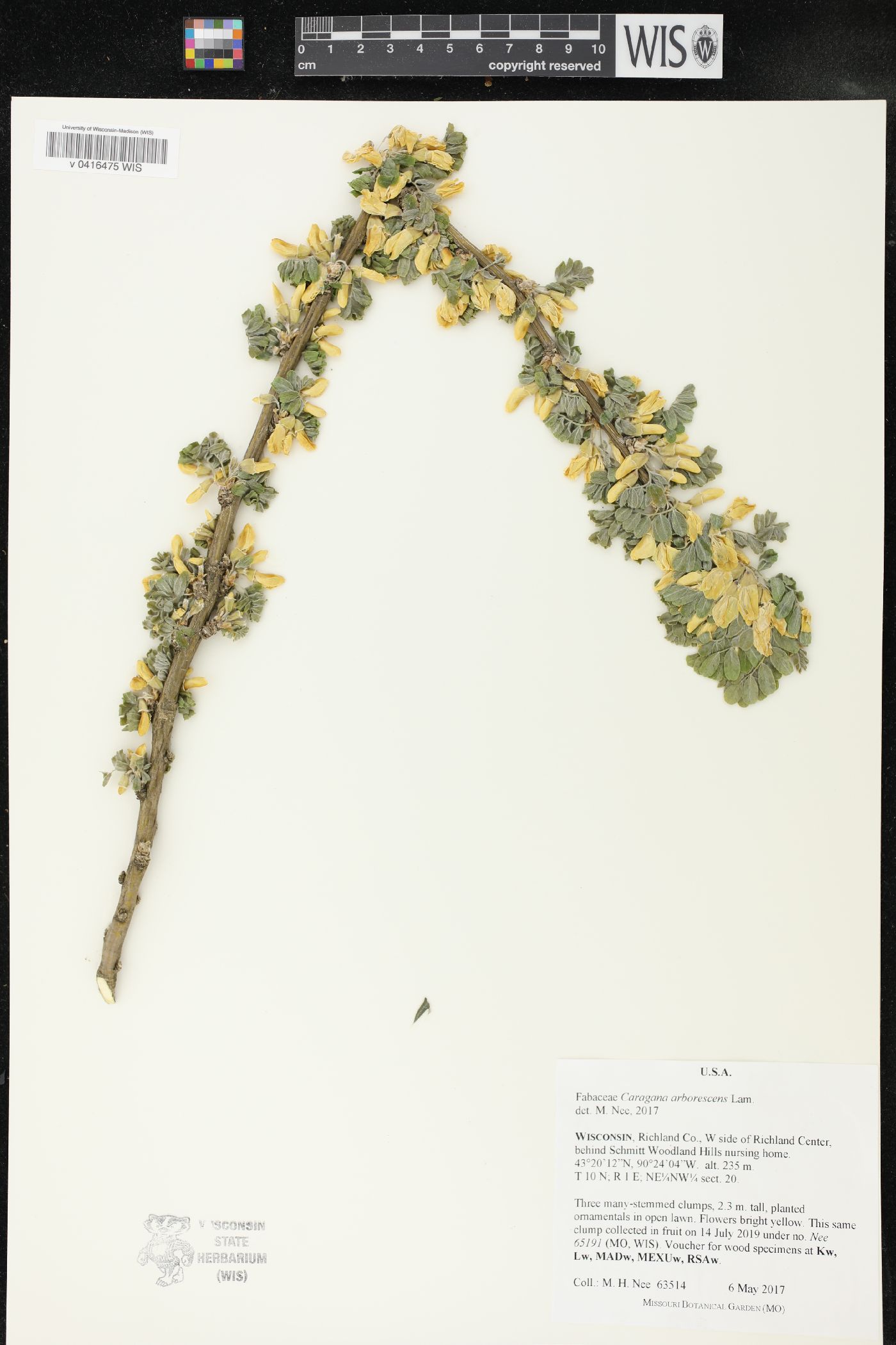 Caragana arborescens image