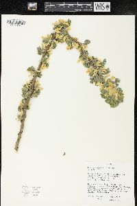 Caragana arborescens image