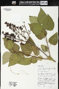 Syringa vulgaris image