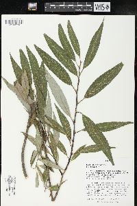 Salix × fragilis image