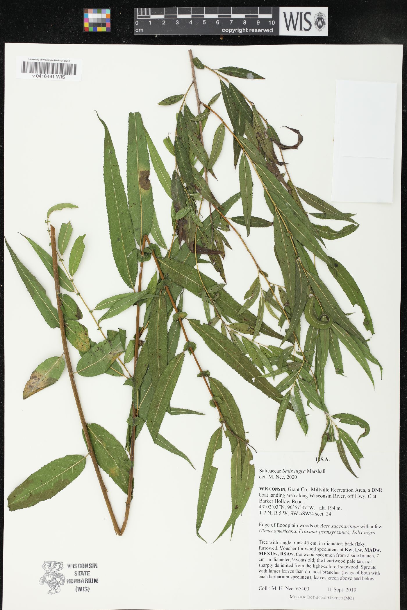 Salix nigra image