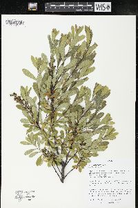 Myrica gale image