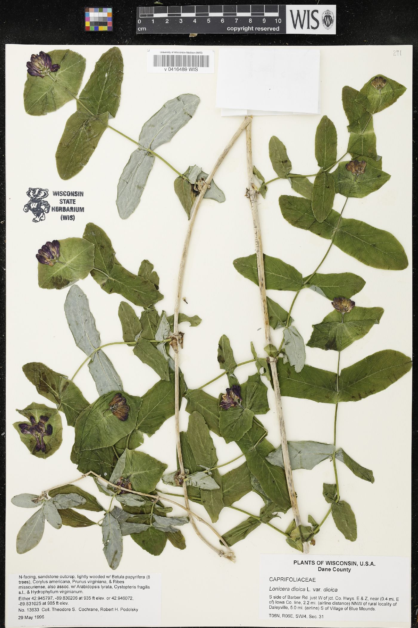 Lonicera dioica image