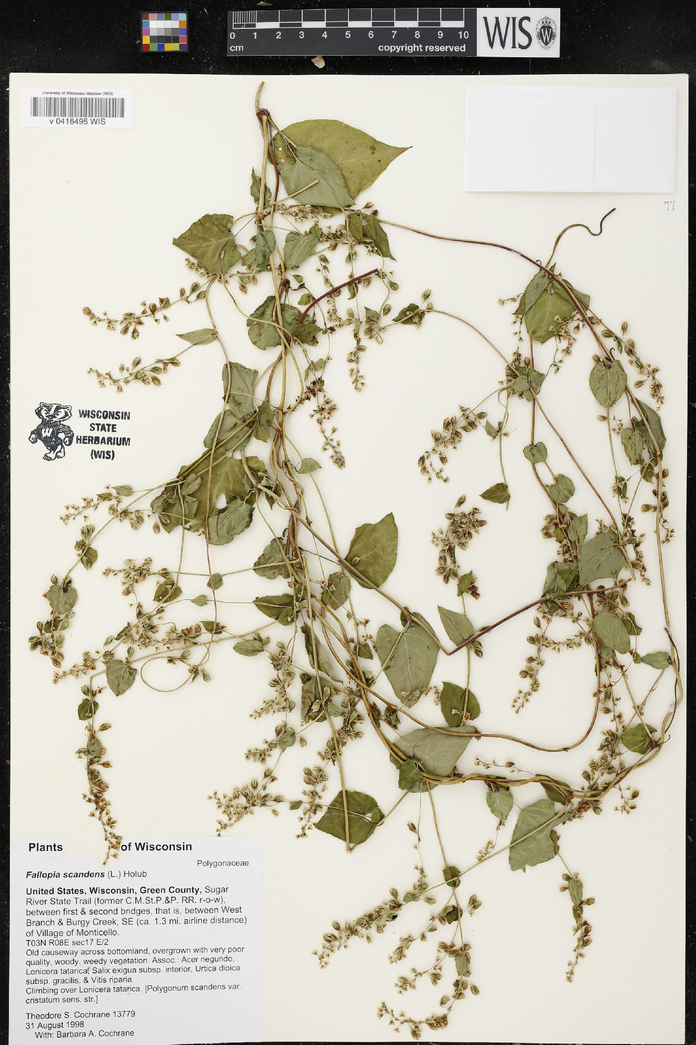 Fallopia scandens image