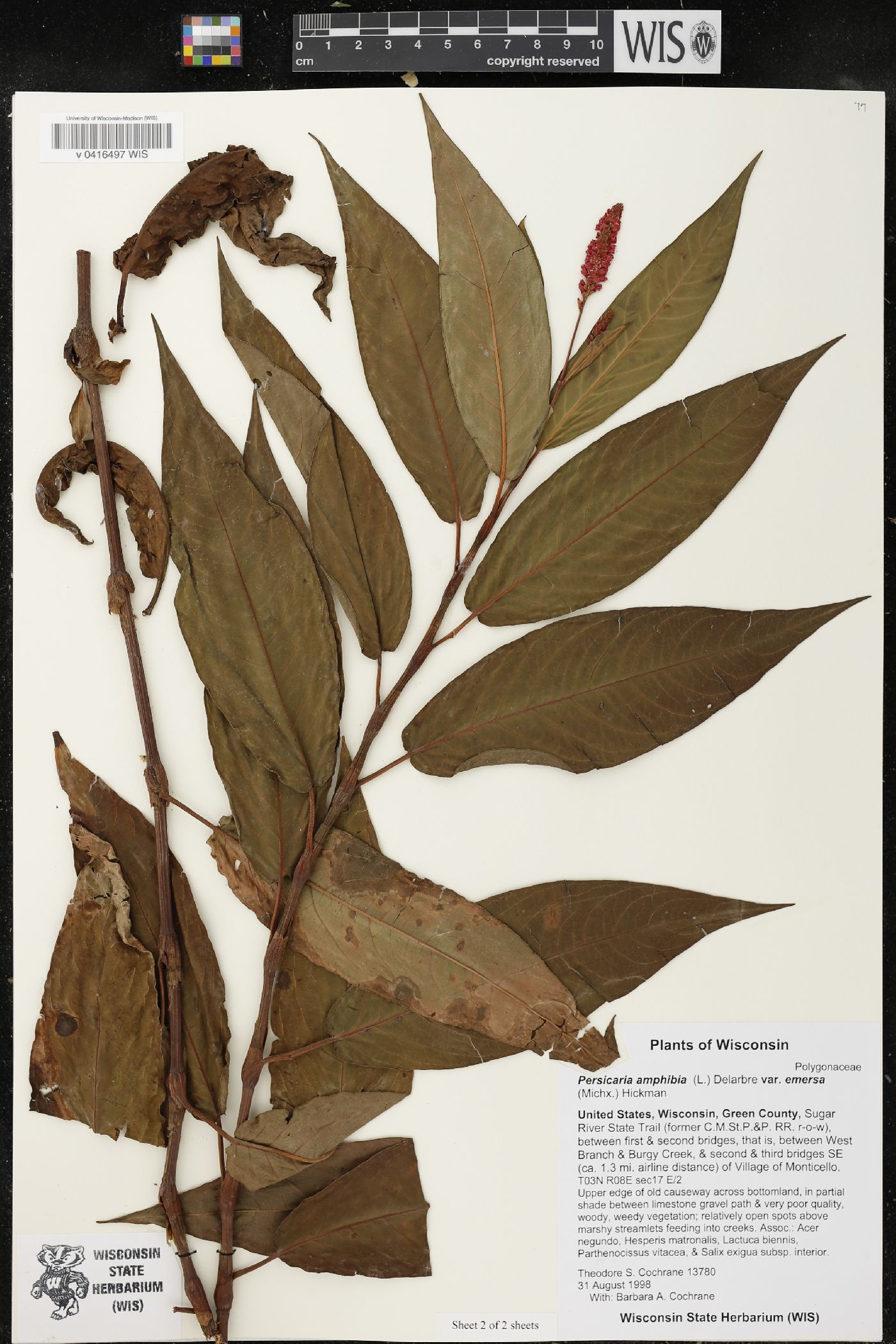 Persicaria amphibia image