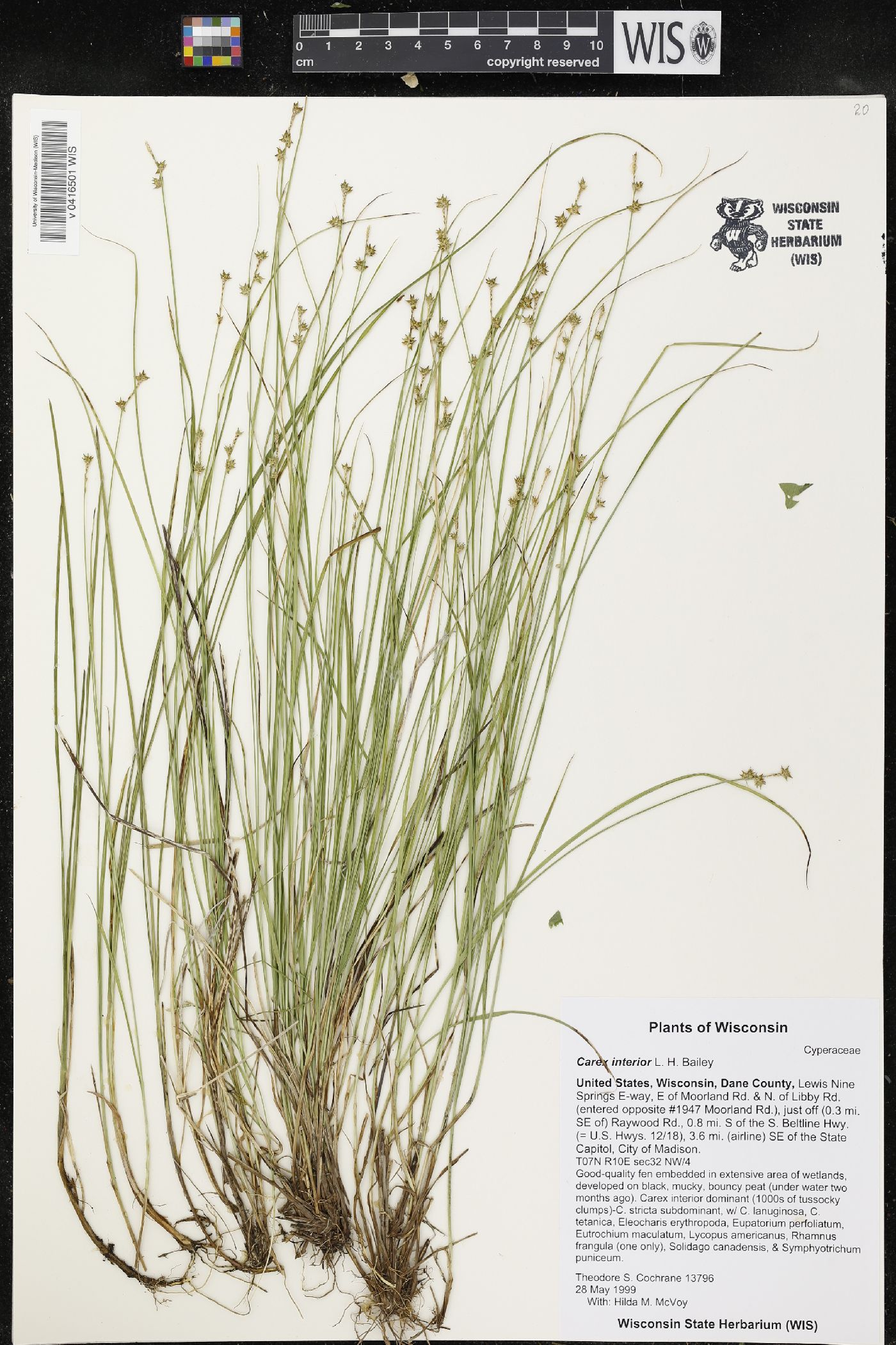 Carex interior image