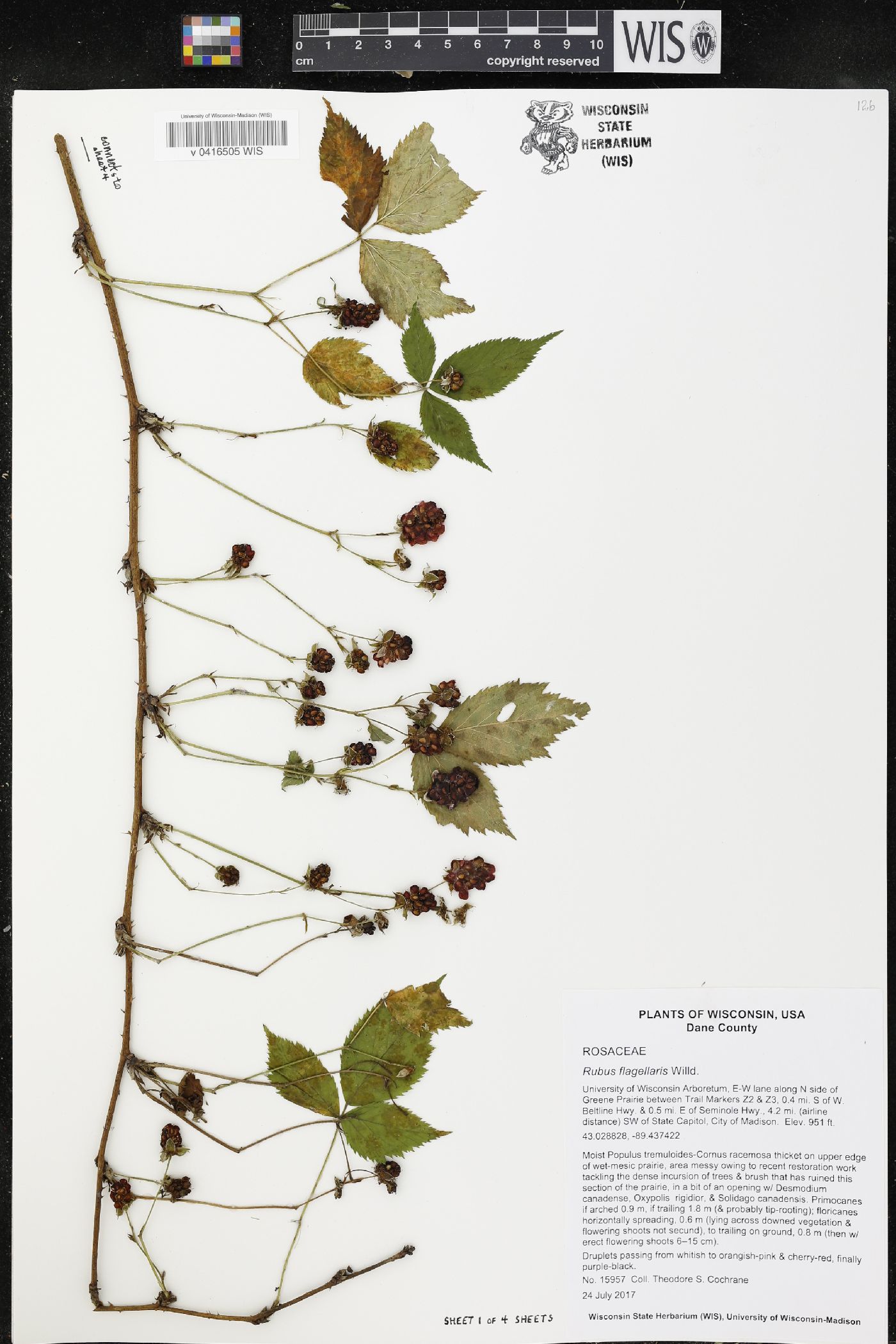 Rubus flagellaris image