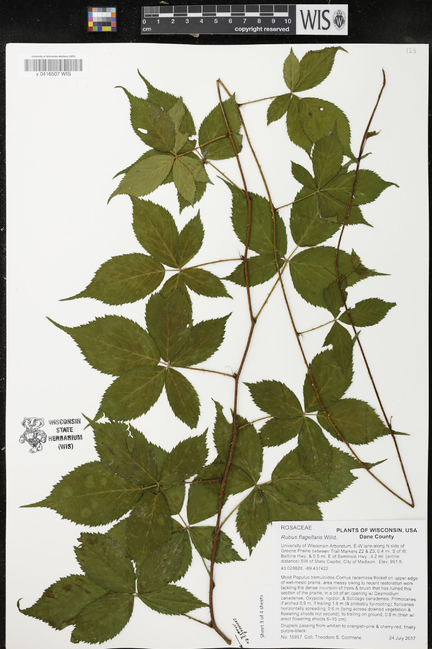 Rubus flagellaris image