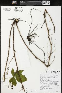 Rubus flagellaris image