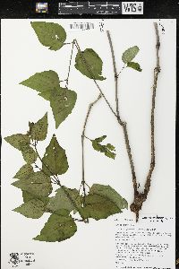 Mirabilis nyctaginea image