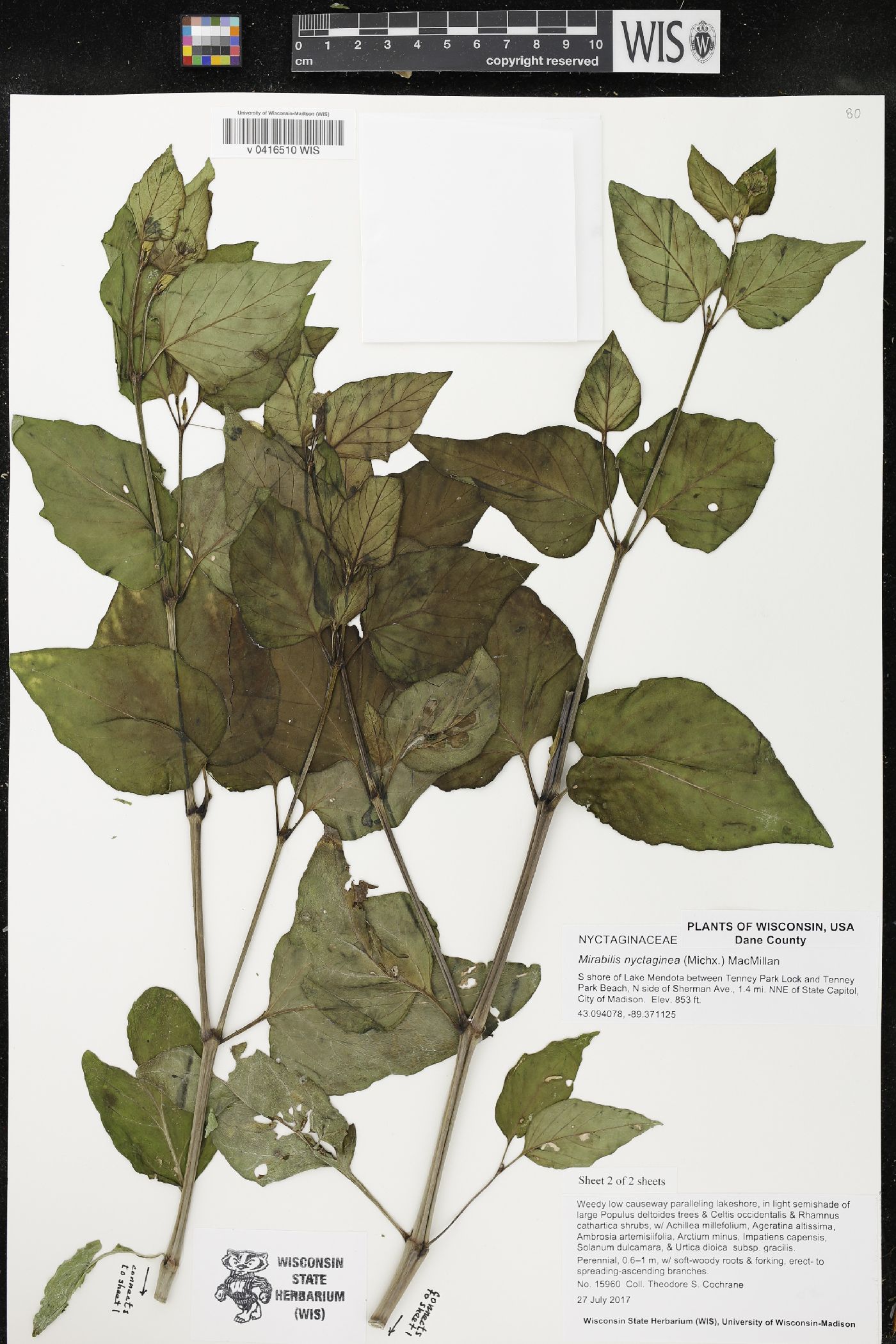 Mirabilis nyctaginea image