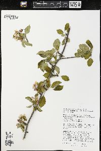 Malus pumila image