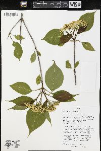 Viburnum lentago image