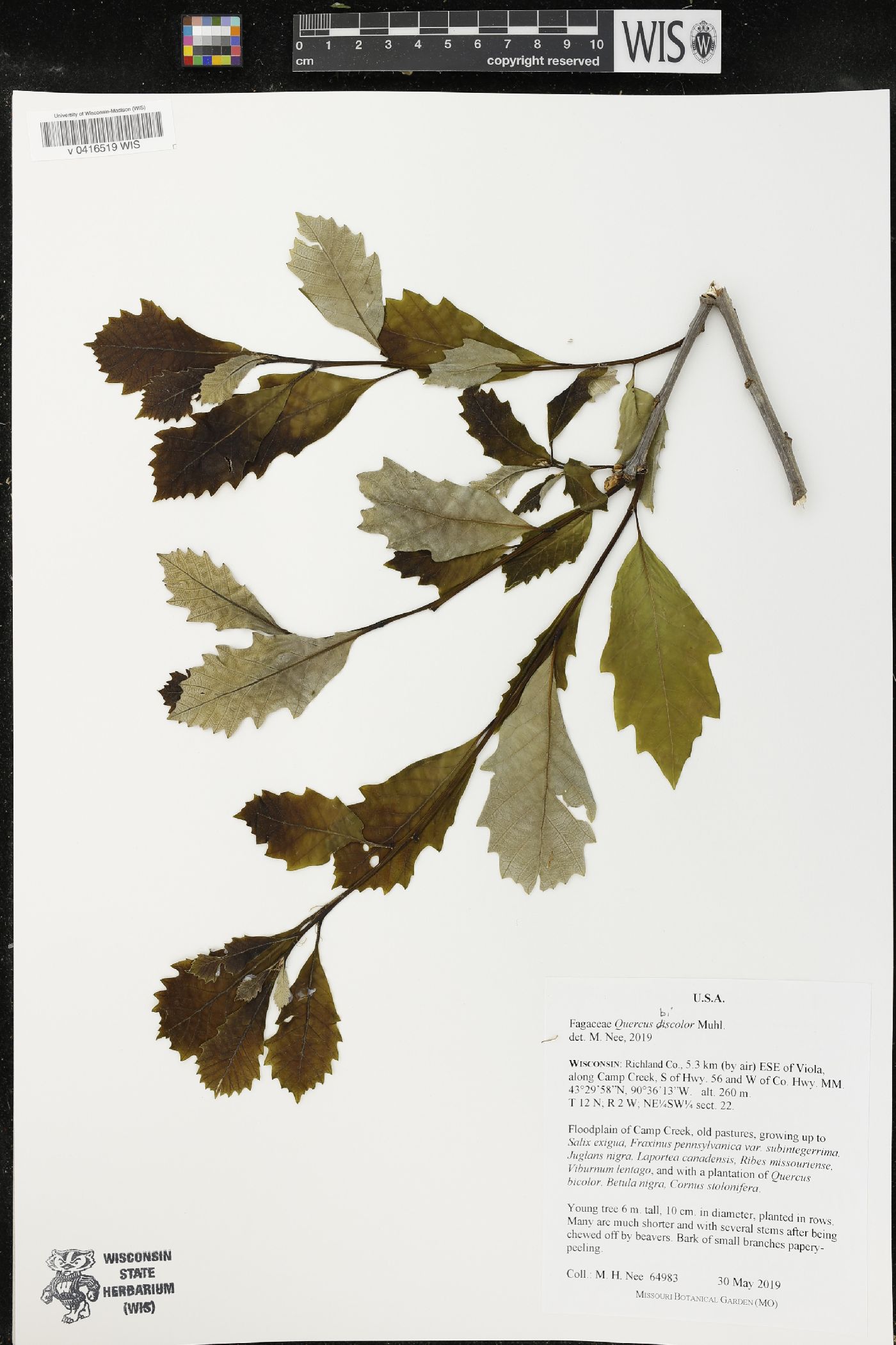 Quercus bicolor image