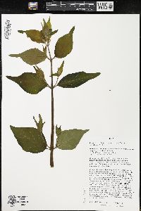 Lonicera maackii image