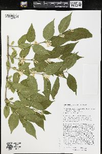 Lonicera maackii image