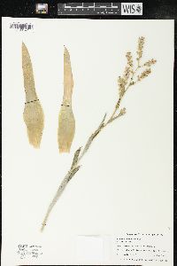 Catopsis morreniana image