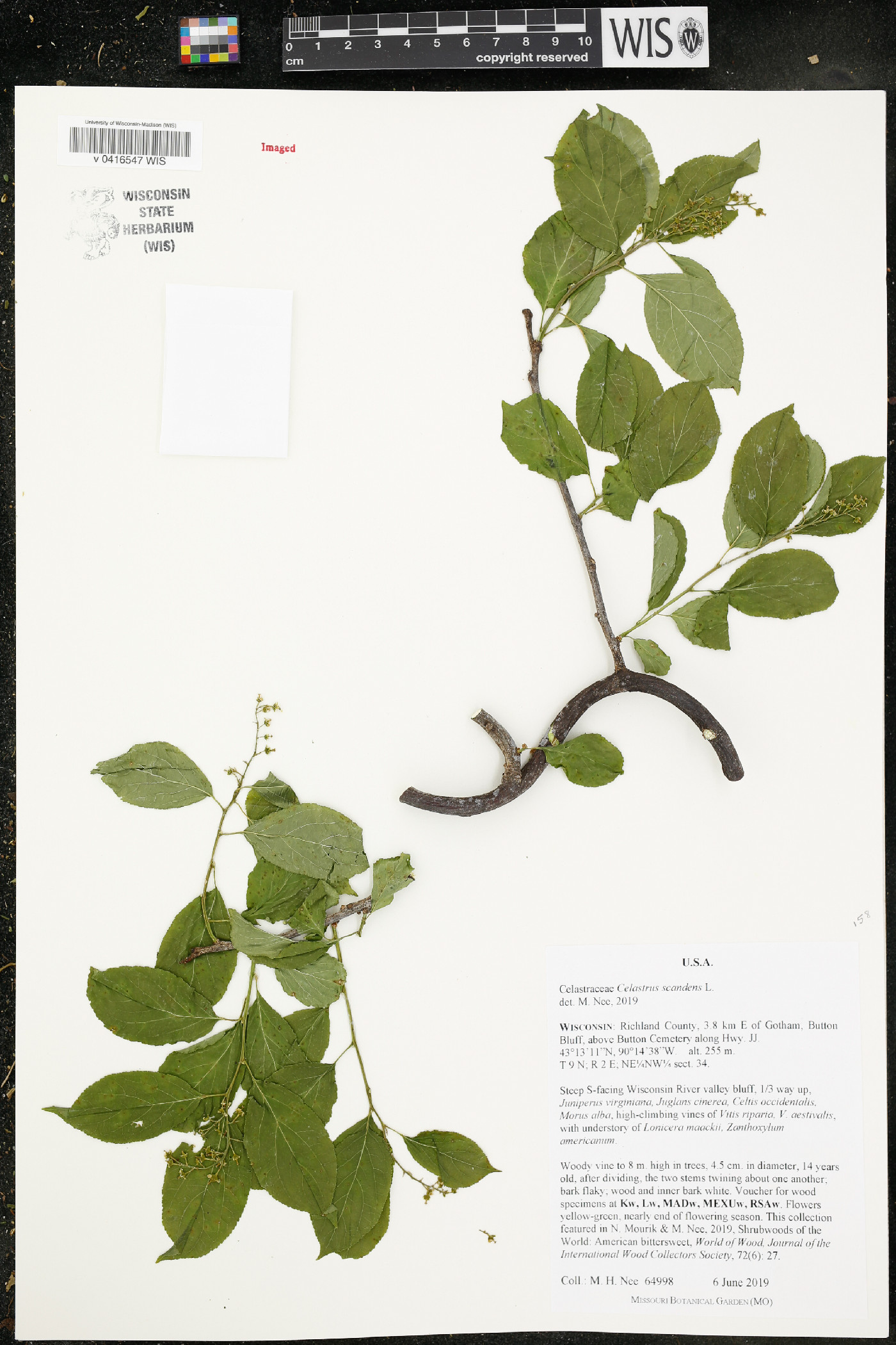Celastrus scandens image