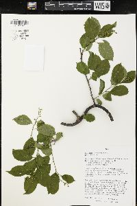 Celastrus scandens image