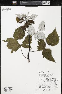 Rubus occidentalis image