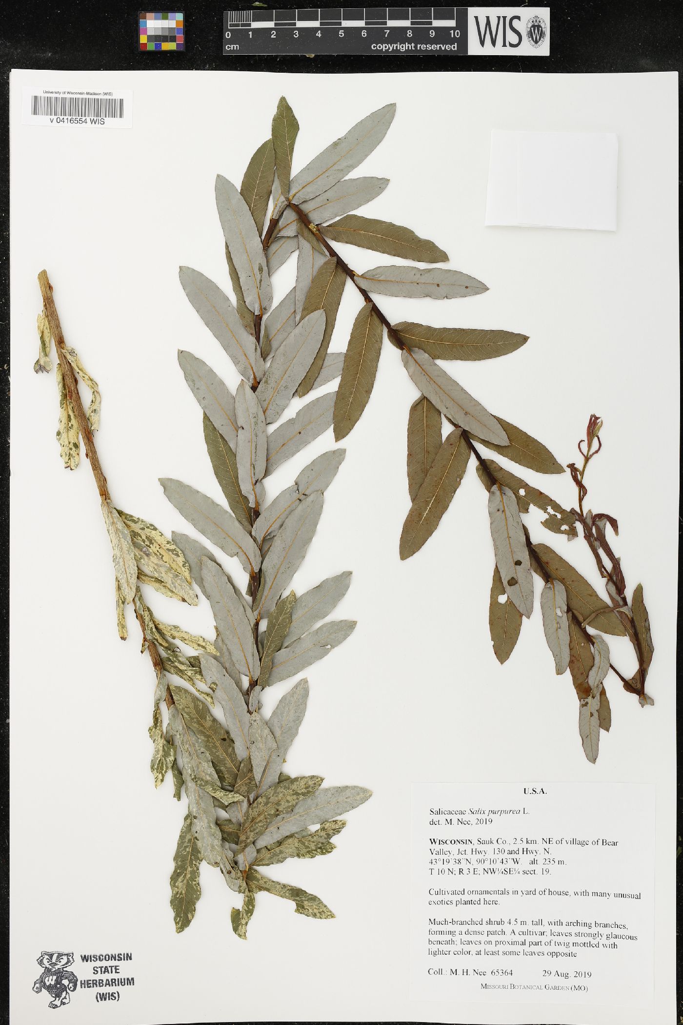 Salix purpurea image