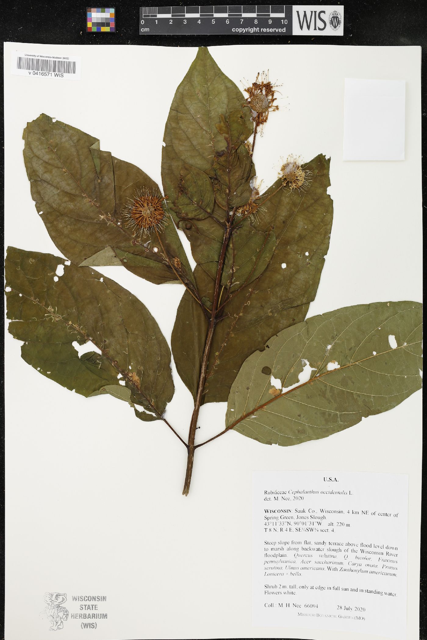 Cephalanthus occidentalis image