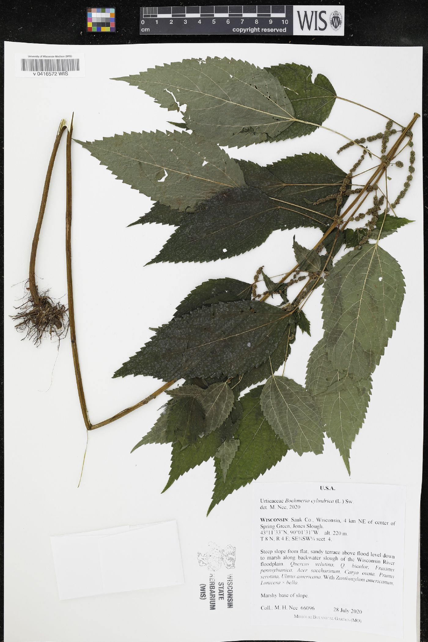 Boehmeria cylindrica image