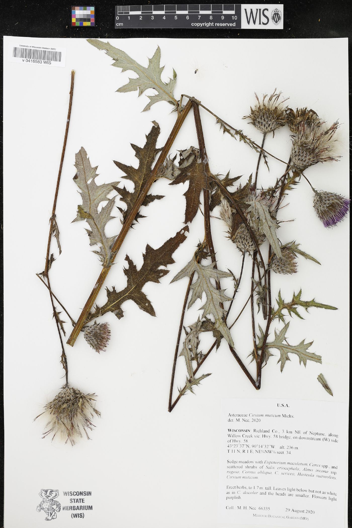 Cirsium muticum image
